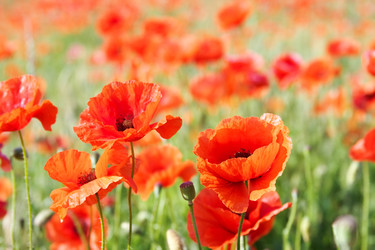 Similar image 947205