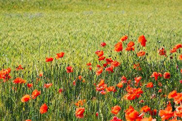 Similar image 947211