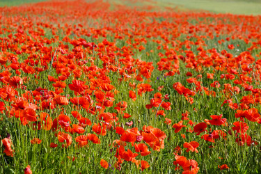 Similar image 947402