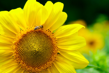 Similar image 947598