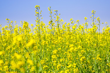 Similar image 947715