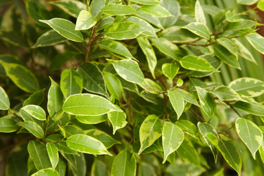 Similar image 947775