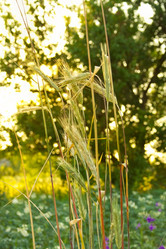 Similar image 948069