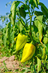 Similar image 949023