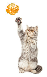 Similar image 949898