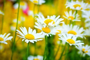 Similar image 950032