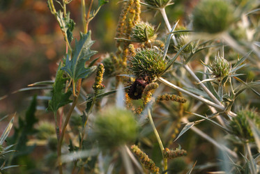 Similar image 950206