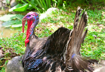 Similar image 950829