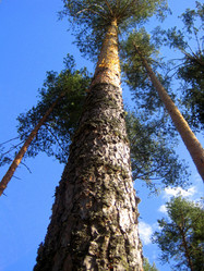 Similar image 951438