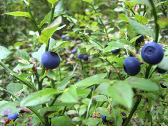 Similar image 951510