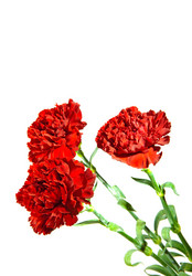 Similar image 951845