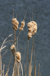 Similar image 952729