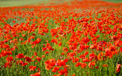 Similar image 952755