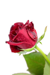 Similar image 953156