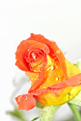 Similar image 953159