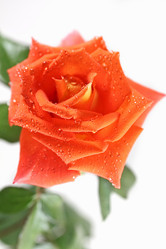 Similar image 953165