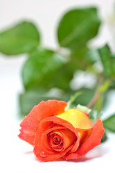 Similar image 953166