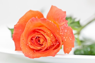 Similar image 953168