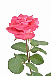 Similar image 953173