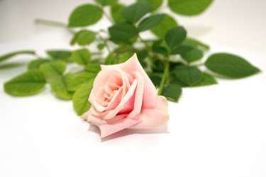 Similar image 953255