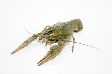 Similar image 953316