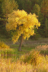 Similar image 953447