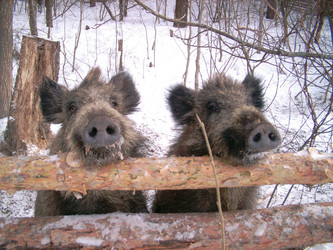 Similar image 953857