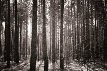 Similar image 954454