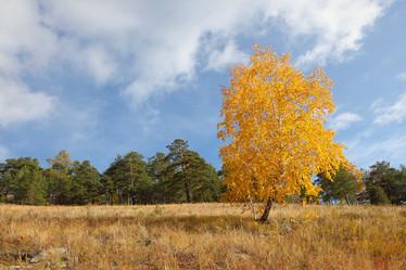 Similar image 954541