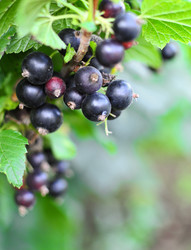 Similar image 954586