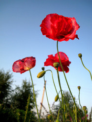 Similar image 954925