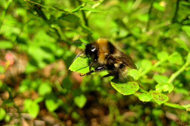 Similar image 954930