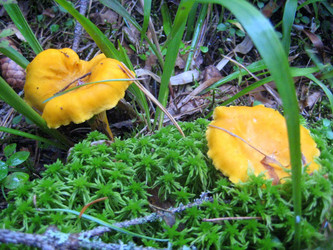 Similar image 954935