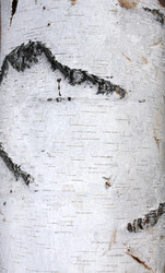 Similar image 955512