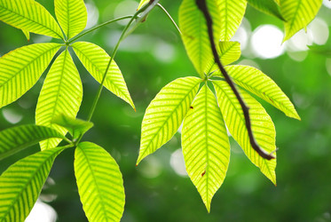 Similar image 955784