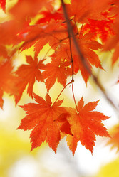 Similar image 955893