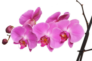 Similar image 956282