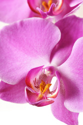 Similar image 956283