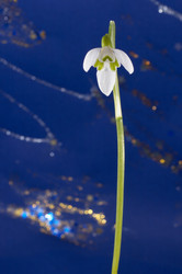 Similar image 956466