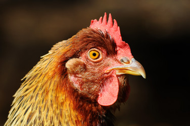 Similar image 956771