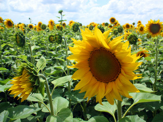 Similar image 957115