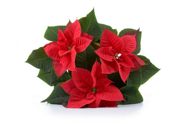 Similar image 957313