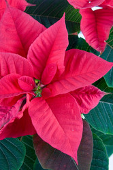 Similar image 957315