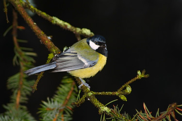 Similar image 957331