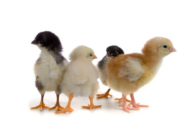 Similar image 957385