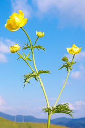 Similar image 957467