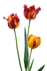 Similar image 957471