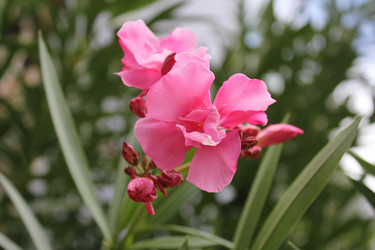 Similar image 957587