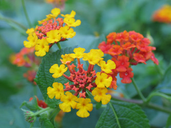 Similar image 957588