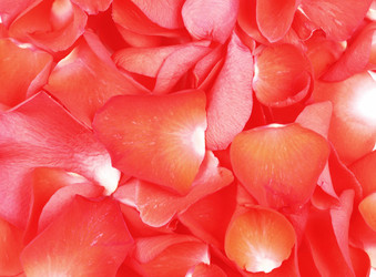 Similar image 957592